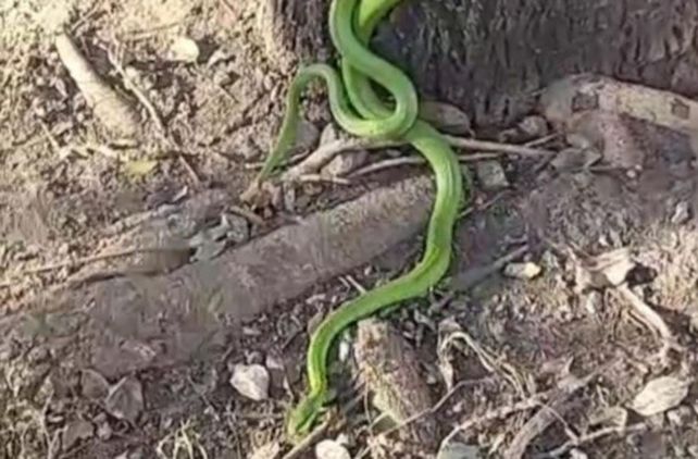 La culebra verde que apareci&oacute; en macrocentro de Rosario.