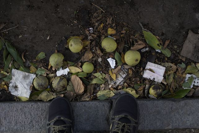 Un fuerte vendaval provocó una lluvia  de nueces negras en varios sectores