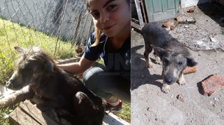 El antes y después de una perra rescatada