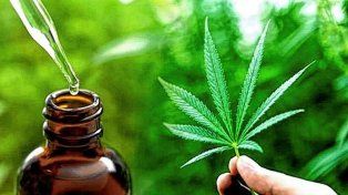 Abrirán consultorios cannábicos en la provincia: dónde estarán&nbsp;