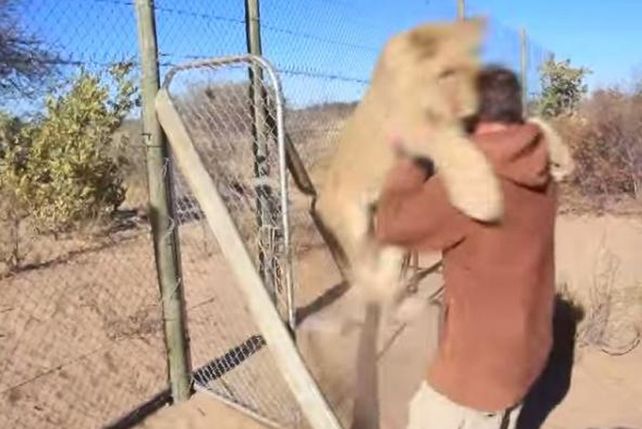 La increíble reacción de una leona cuando abren la jaula