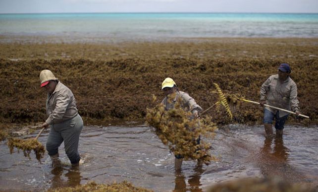 Están fertilizando a estas plantas: las hacen crecer más rápido y producir más biomasa