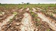 El Estado apoyará a los productores damnificados con la sequía con medidas fiscales