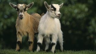 Las cabras pigmeas, también conocidas como cabras enanas africanas.