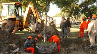 Comenzó la preservación de árboles del Parque Alberdi