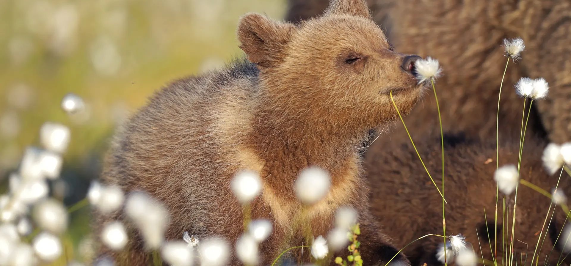 "Romántico". Un oso pardo en Martinselkonen, Finlandia. Fotografía: Valtteri Mulkahainen/Comedywildlifephoto.com