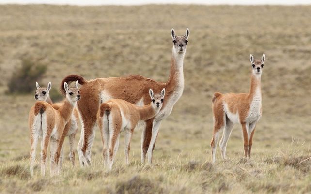 Se estima que en la Patagonia hay cuatro millones de guanacos y duplican a las ovejas.