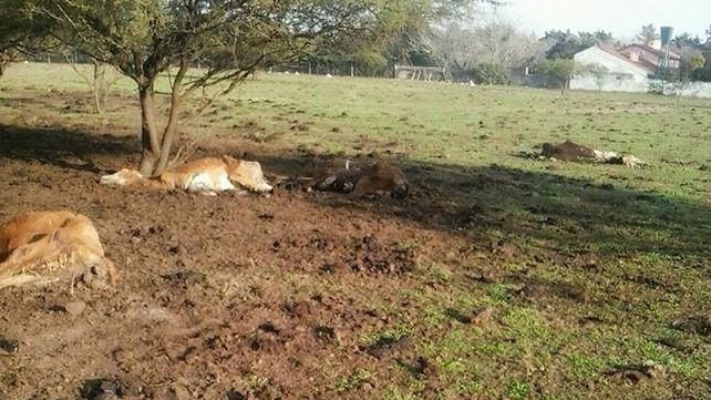 Vecinos de Arroyo Seco denuncian las misteriosas muertes de animales en un campo