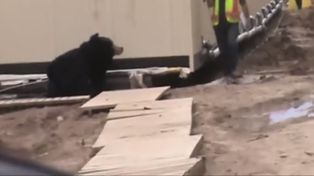 Se disfraza de oso y le da el susto de su vida a un compañero