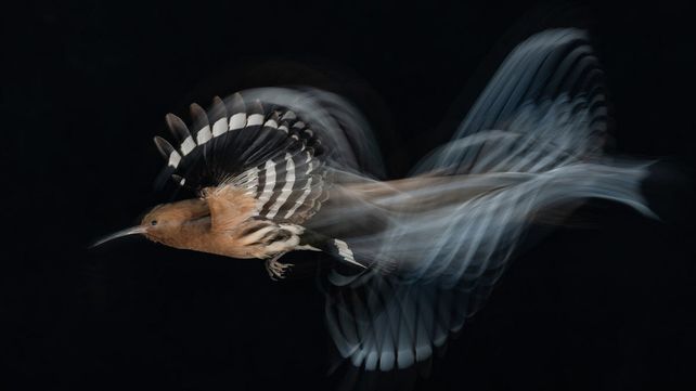 Imágenes ganadoras del concurso Bird Photographer of the Year 2020