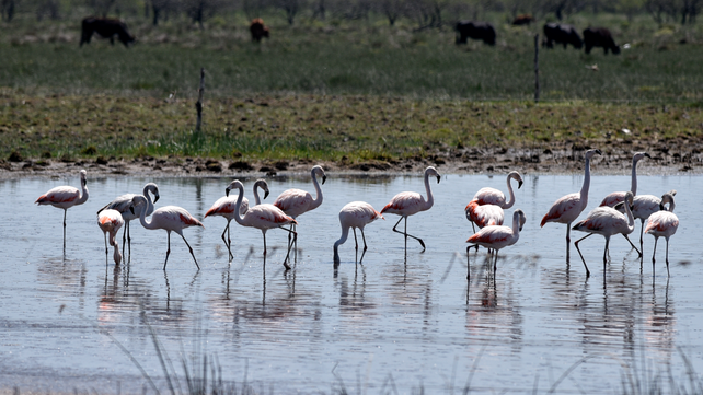 Flamencos en Campo Andino.