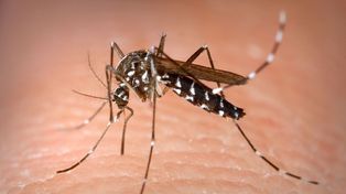 Detectan en el país mosquitos del dengue resistentes a los insecticidas