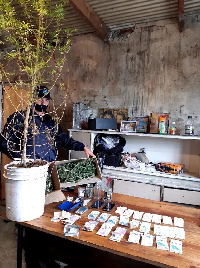 Paraná: encontraron plantas de marihuana de cuatro metros&nbsp;