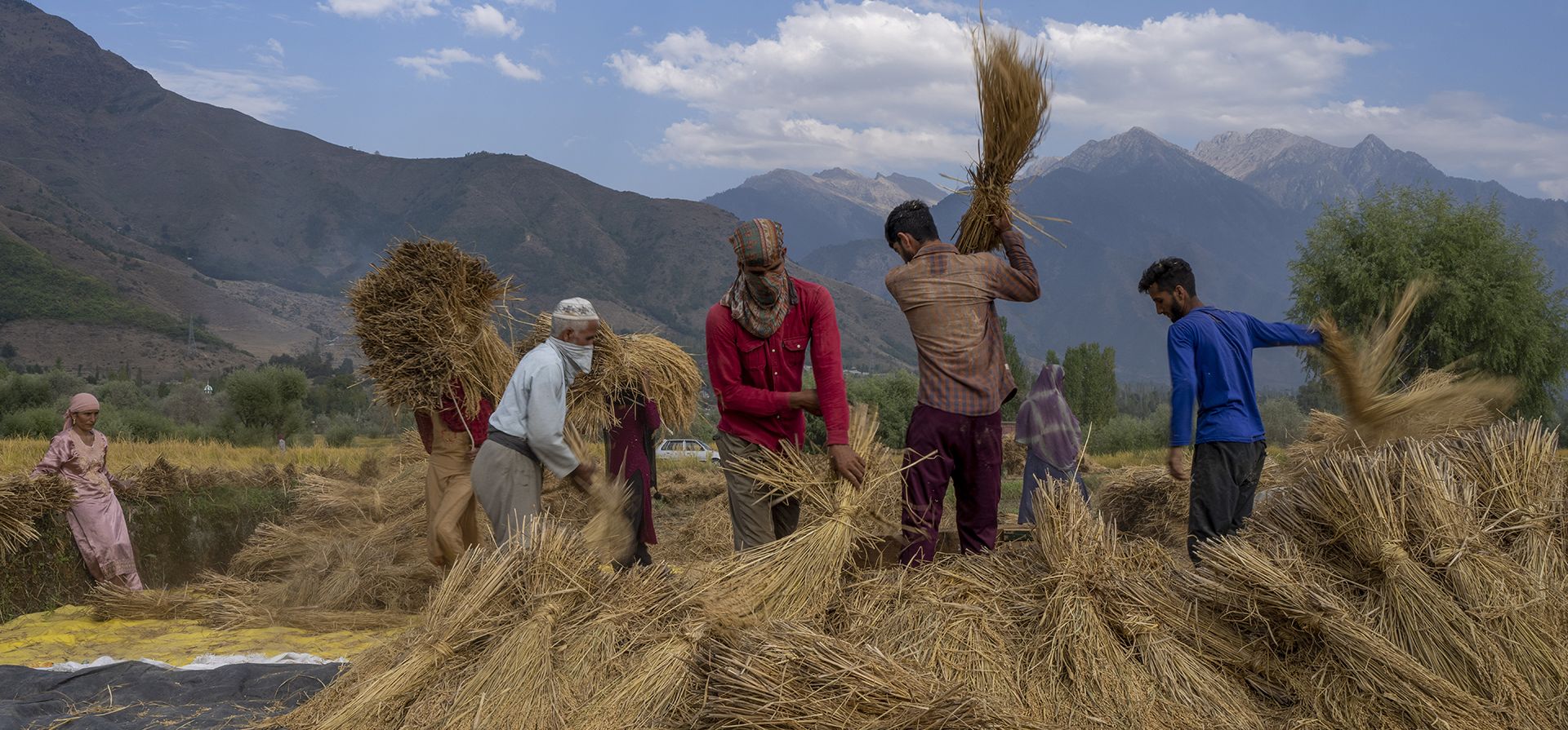 Agricultores de Cachemira trabajan en un arrozal en las afueras de Srinagar, Cachemira controlada por India, el jueves 28 de septiembre de 2023. La agricultura es la principal fuente de alimentos, ingresos y empleo en las zonas rurales. (Foto AP/Dar Yasin) Agricultores de Cachemira trabajan en un arrozal en las afueras de Srinagar, Cachemira controlada por India, el jueves 28 de septiembre de 2023. La agricultura es la principal fuente de alimentos, ingresos y empleo en las zonas rurales. (Foto AP/Dar Yasin)