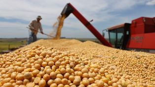 El índice de precios de los commodities que elabora la FAO tuvo su mayor baja desde 2015.