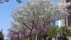 el tiempo en rosario: sol a pleno y clima calido para disfrutar de un sabado primaveral el tiempo en rosario: sol a pleno y clima calido para disfrutar de un sabado primaveral