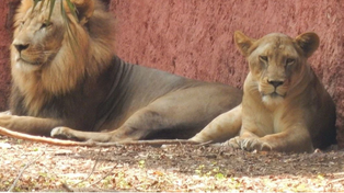 Ocho leones contrajeron coronavirus en un zoológico de India