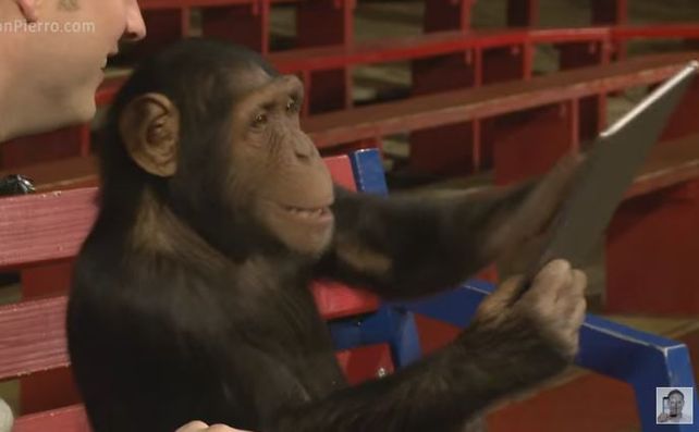 VIDEO: Esto sucede si le das un iPad a un mono