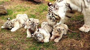 Los nuevos tigres de bengala del zoo de Buenos Aires