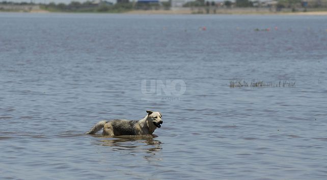 perro calor