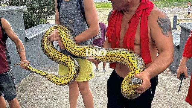 Una enorme serpiente Curiyú fue encontrada en la Costanera Oeste santafesina. Una enorme serpiente Curiyú fue encontrada en la Costanera Oeste santafesina.