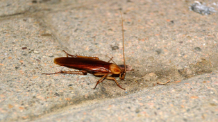 Las cucarachas suelen aparecer en patios, cocinas y baños y pueden traer consigo diversas bacterias y enfermedades