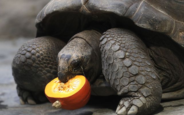 Una tortuga se alimenta de una calabaza en el zoológico de Praga