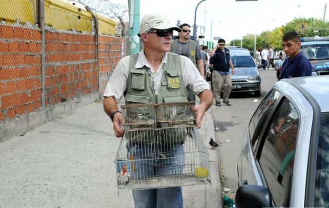 adentro. Los inspectores rescataron 255 aves como cardenales