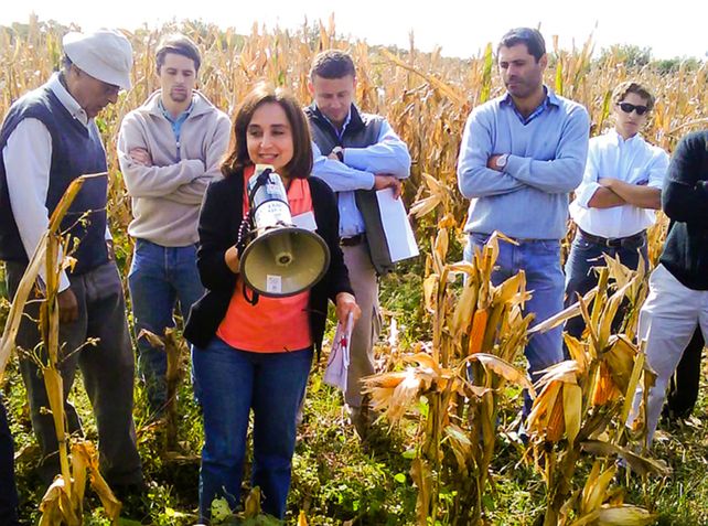 Control. Los investigadores hacen un nuevo aporte a la sanidad del cultivo.