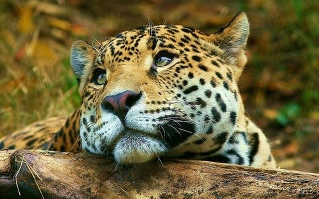 misiones. El yaguareté fue divisado en el Parque Salto Encantado.