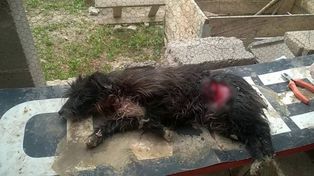 Un perro intentó proteger a su familia de una entradera y casi lo matan