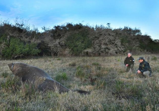 La insólita travesía de un elefante marino que fue encontrado en un campo