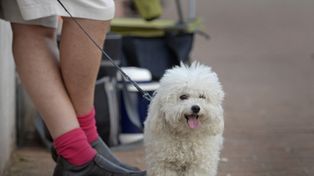 Proponen atención veterinaria las 24 horas