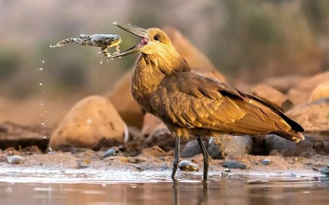 Hamerkop
