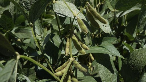 La soja de primera da el batacazo y logra mejores rendimientos