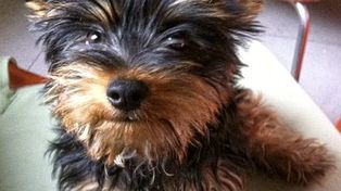 Sanción judicial para un hombre por arrojar un perro a un árbitro en un partido