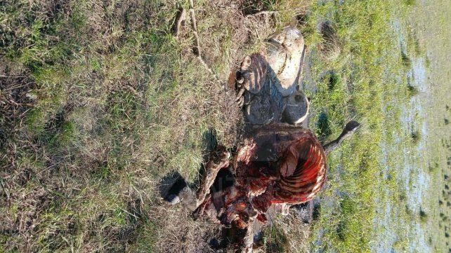 Reiterados hechos de robo y faena clandestina de animales en cercanías de Bovril