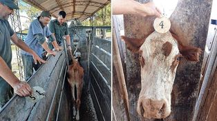 Tras la denuncia de un productor porque le habían sacado vacunos, Los Pumas recuperaron los animales y detuvieron al cuatrero