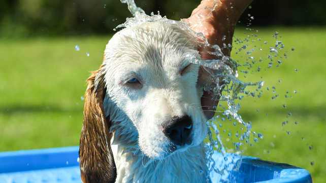 Mojar constantemente el cuerpo y la cabeza de las mascotas las ayuda a combatir el calor