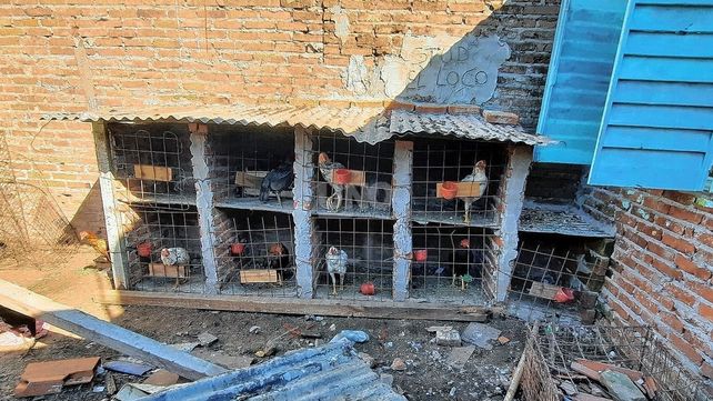 Encontraron 25 gallos en estados deplorables&nbsp;