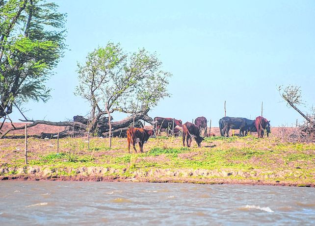 En el río. Unos 500 mil animales comenzaron a ser trasladados desde la zona de islas.