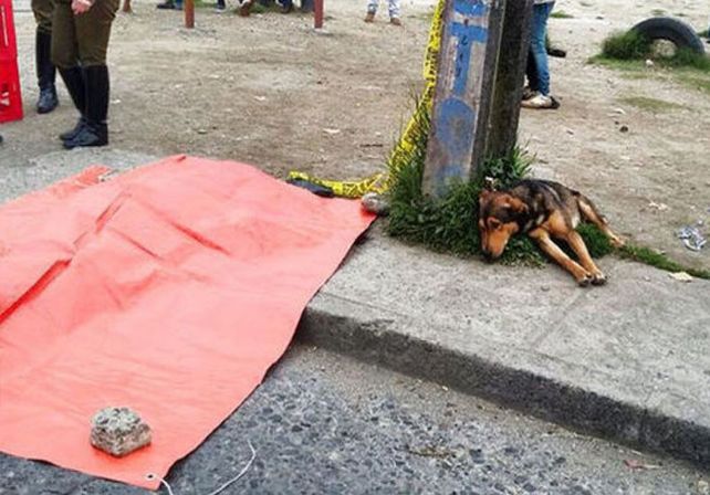 Un perro vela el cadáver de su dueño recién atropellado