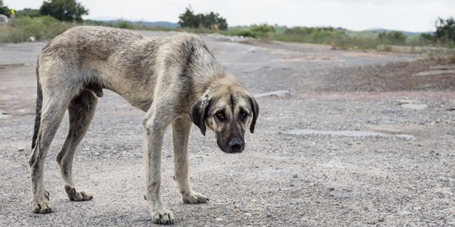 Maltrato animal: Paraná se suma a la marcha nacional por penas más duras