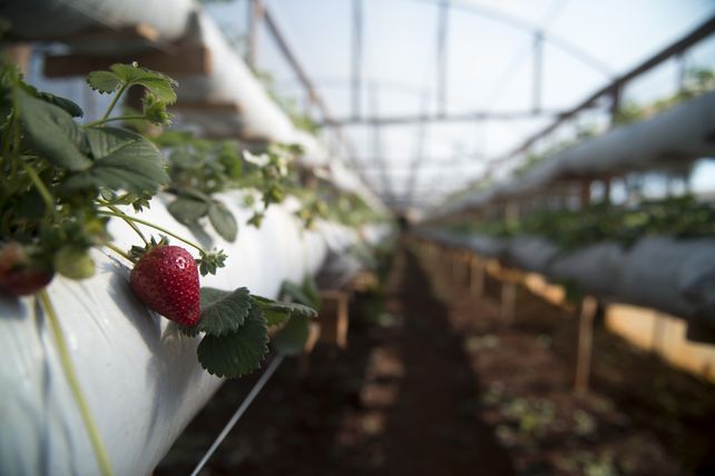 Las exportaciones de frutilla