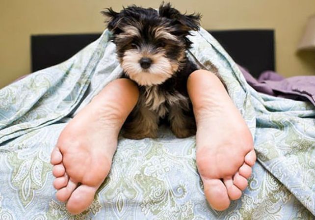 Aseguran que se duerme mejor con perros o gatos en la cama