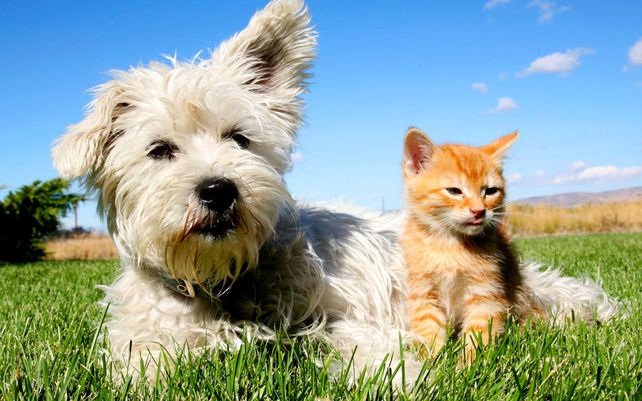 Quién es más inteligente: ¿el gato o el perro?