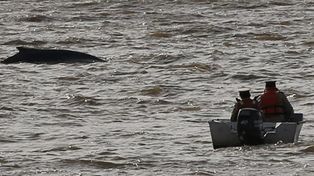 Temen que la ballena que apareció en Puerto Madero no salga al mar