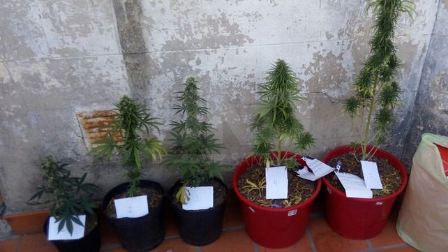 Cayó un joven que cultivaba plantas de marihuana en un departamento