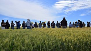En una actividad a campo, Nidera convocó a conocer las variedades de mejor expresión.