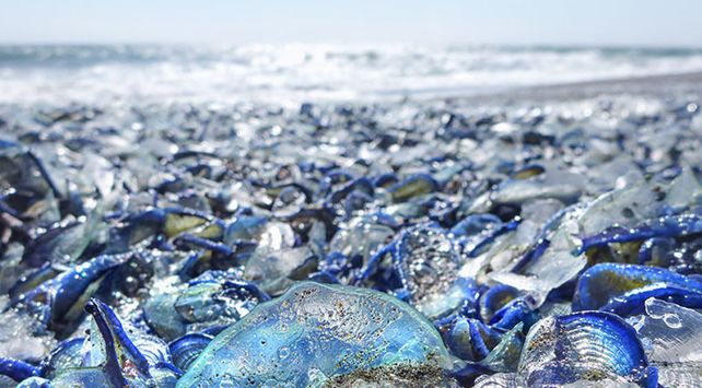 criatura extraña neozelanda